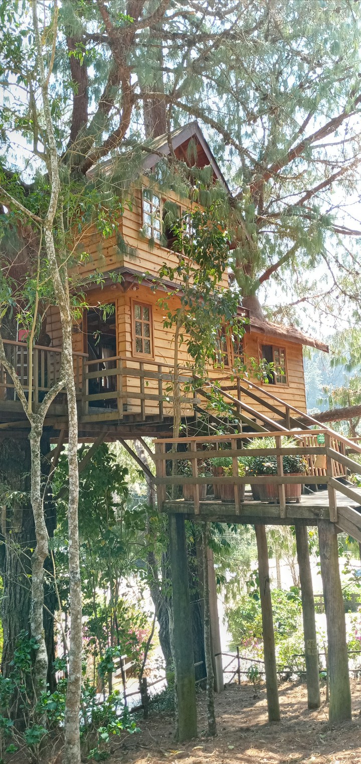 Casa na árvore