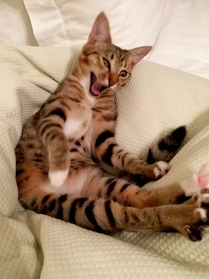 hi 