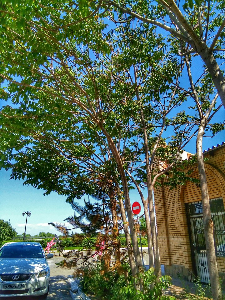eternity in this tree
