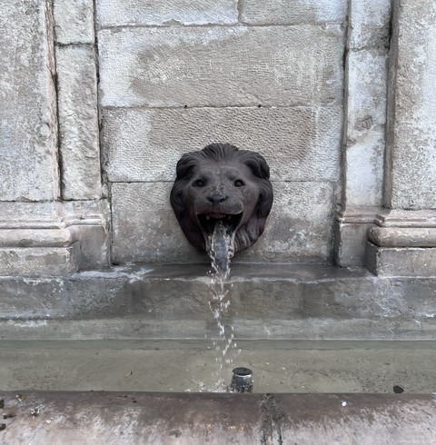 felidae, snout वॉलपेपर