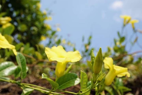 " Mandevilla"