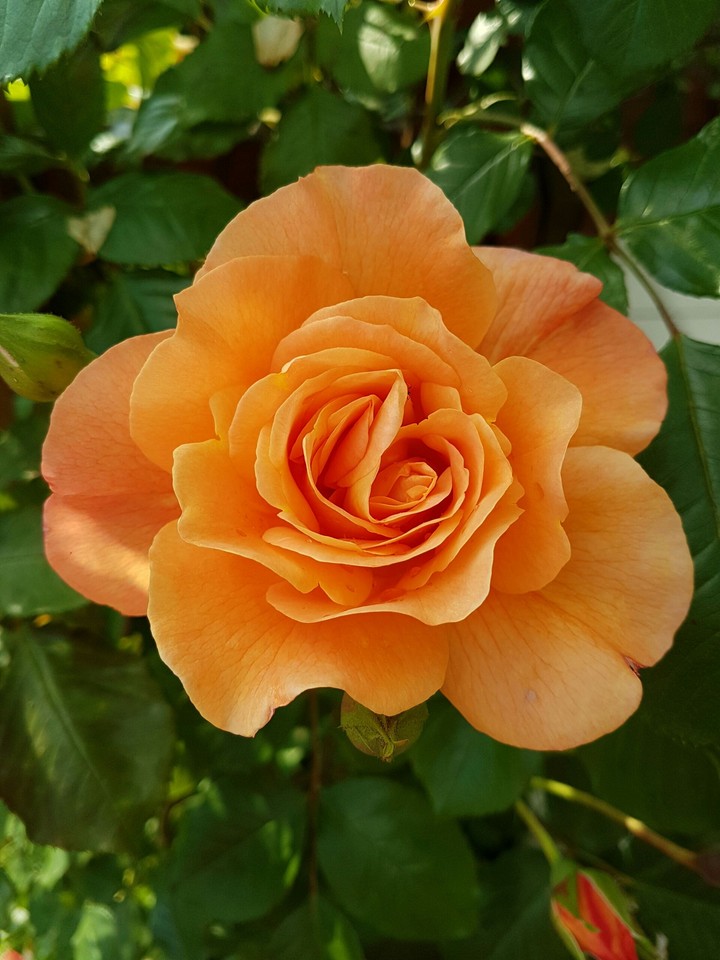 Organge Rose