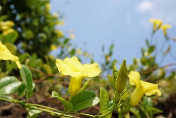 " Mandevilla"