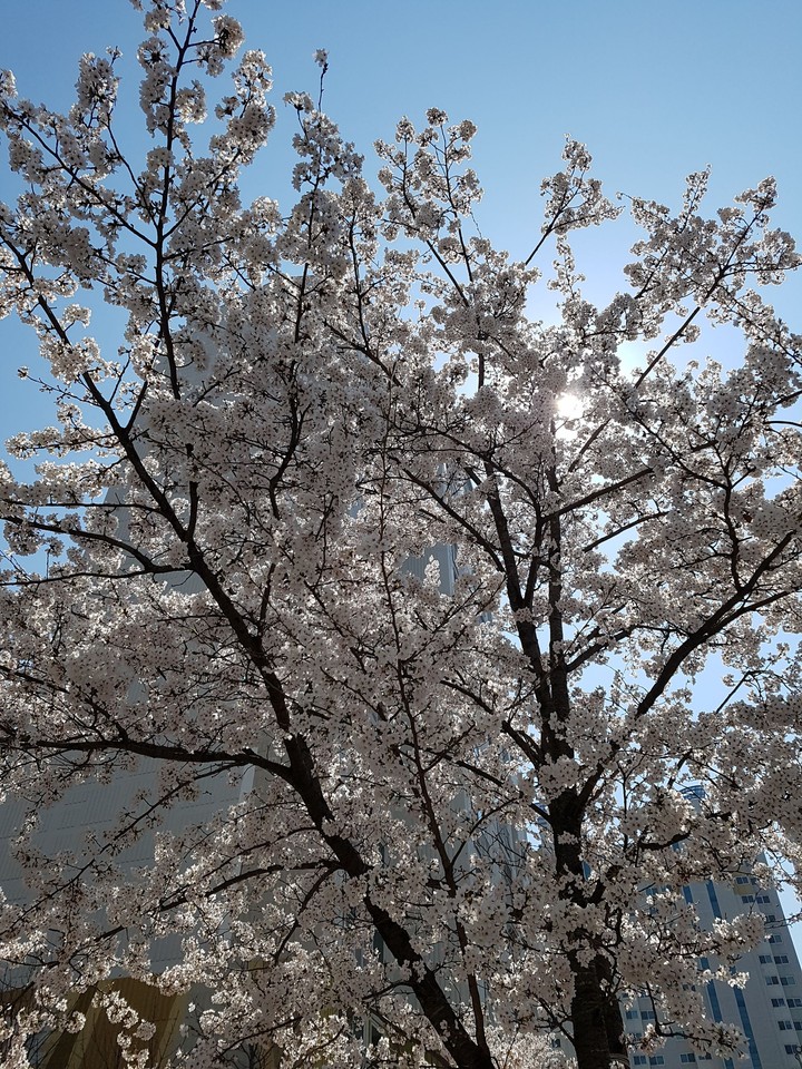 벚꽃