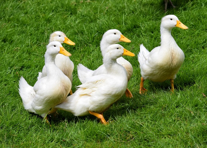 Goslings