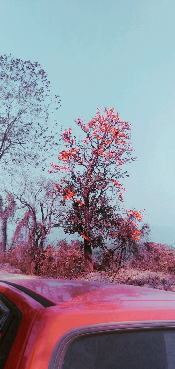 blossom