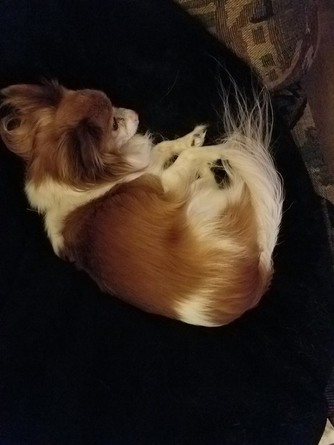 My Harleu