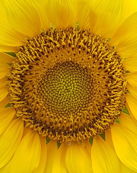 sunflower