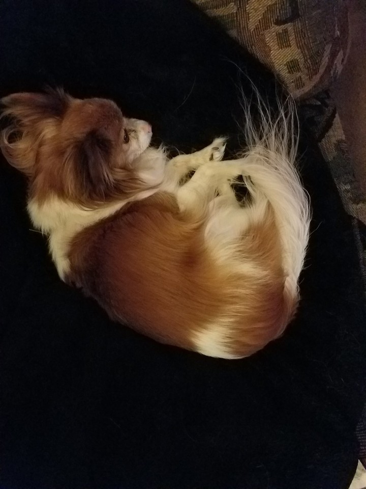 My Harleu