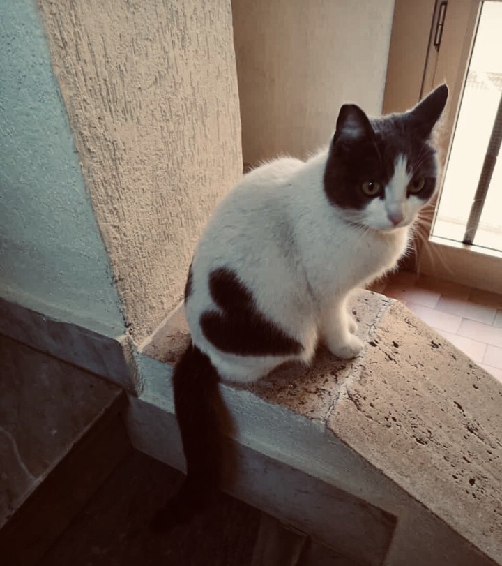 Catlove
