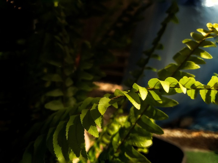 Living a Green Life
