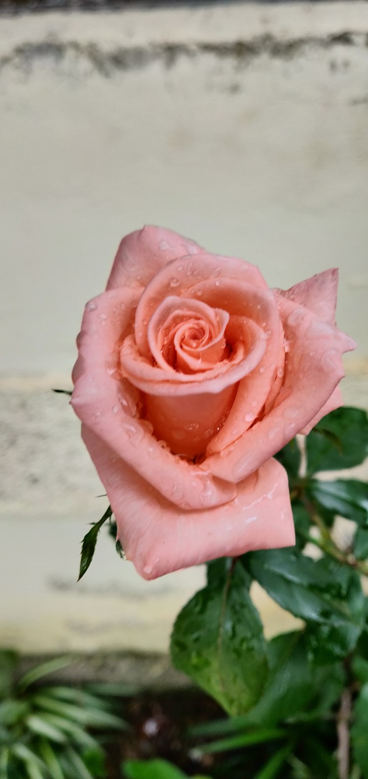 fleurs