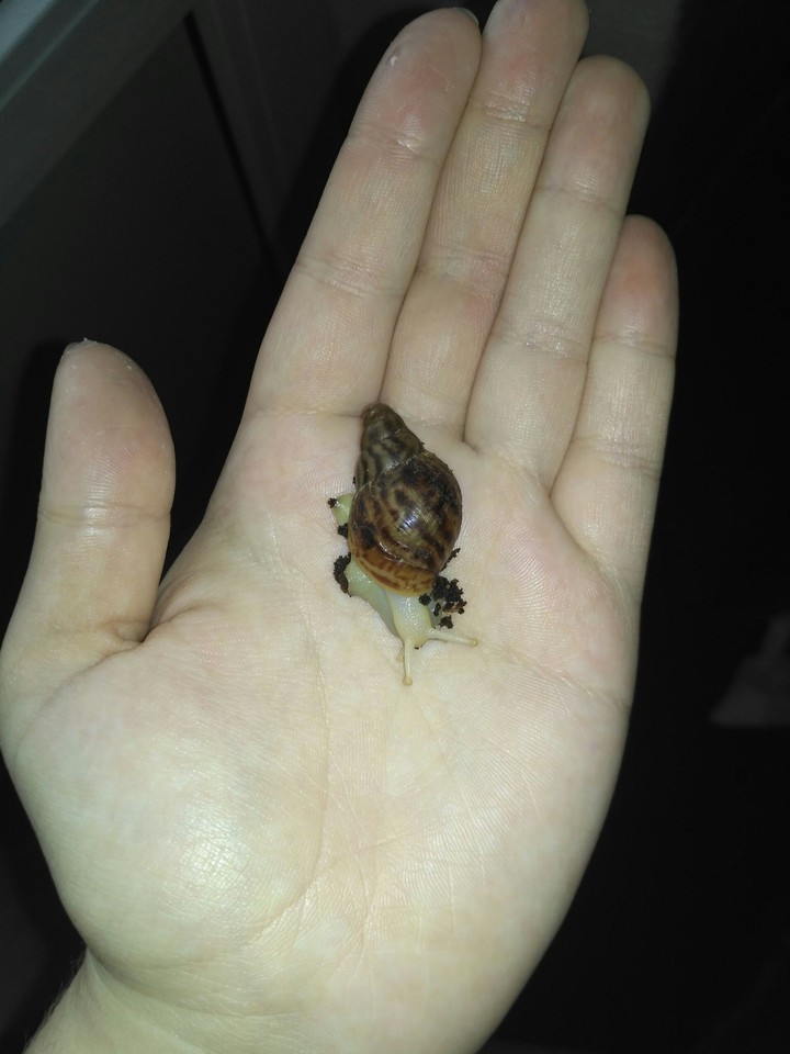 small snail