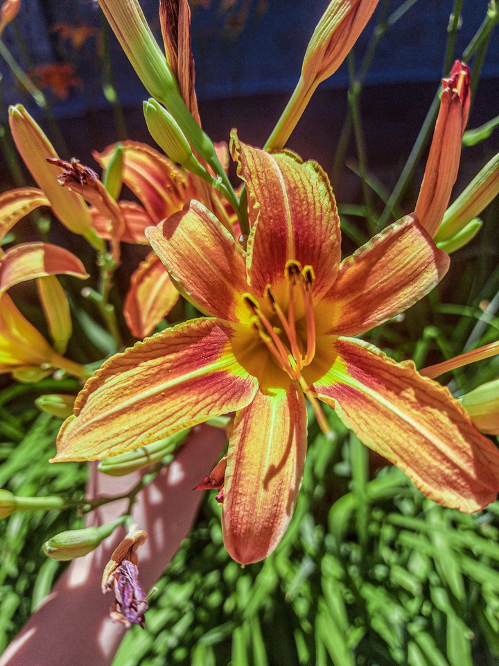 Flower