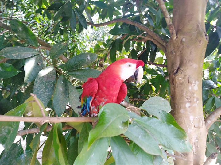 papagayo amazonas Colombia