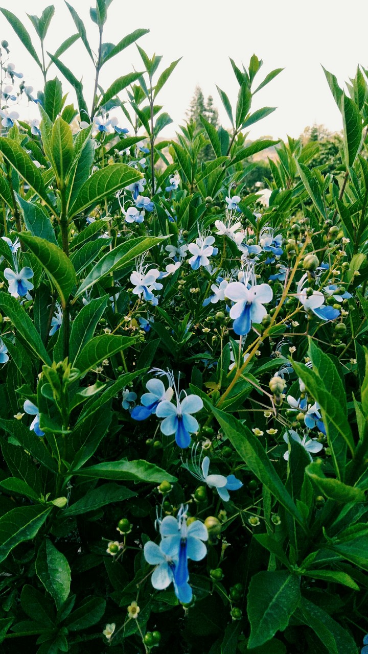 butterfly flower