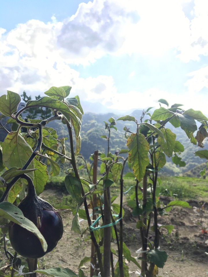 Melanzana con vista