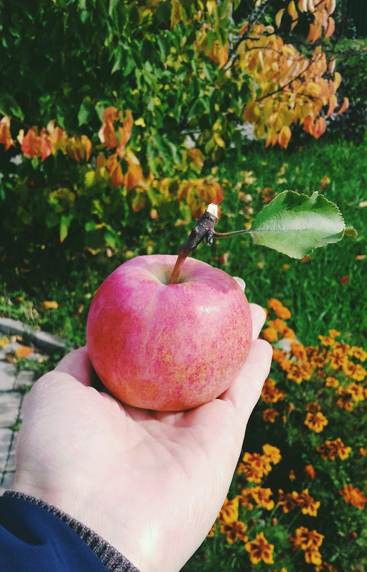 яблочко
