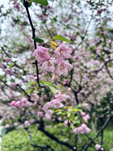hình nền pink, spring
