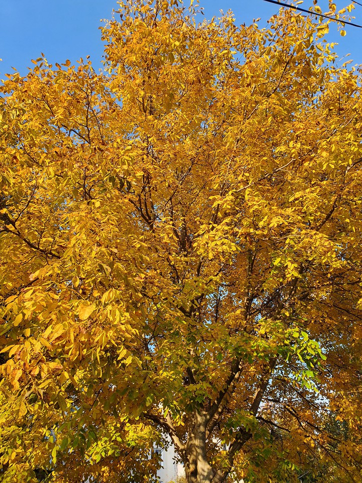 Autumn