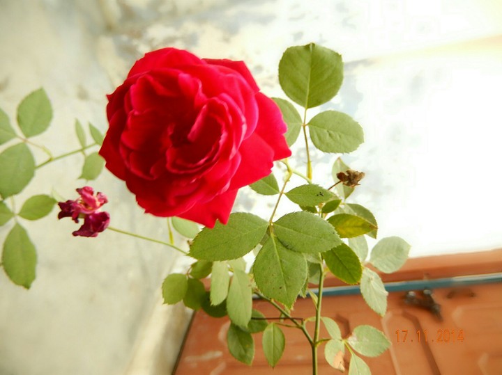 Rose