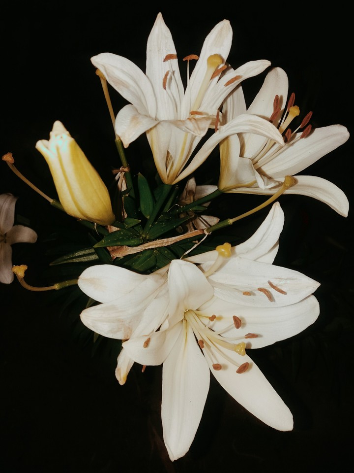 flower