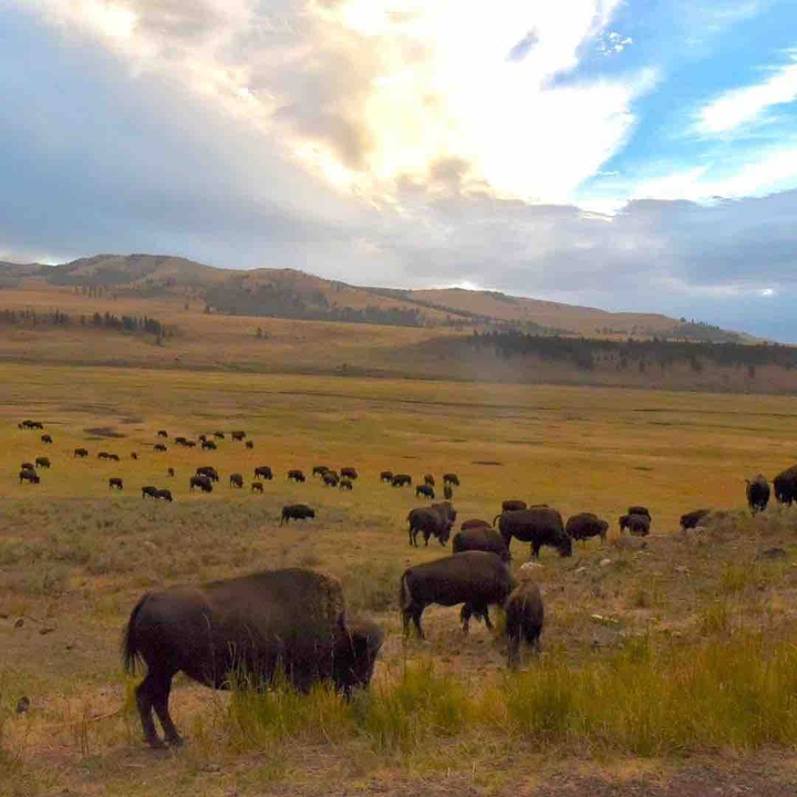 animals