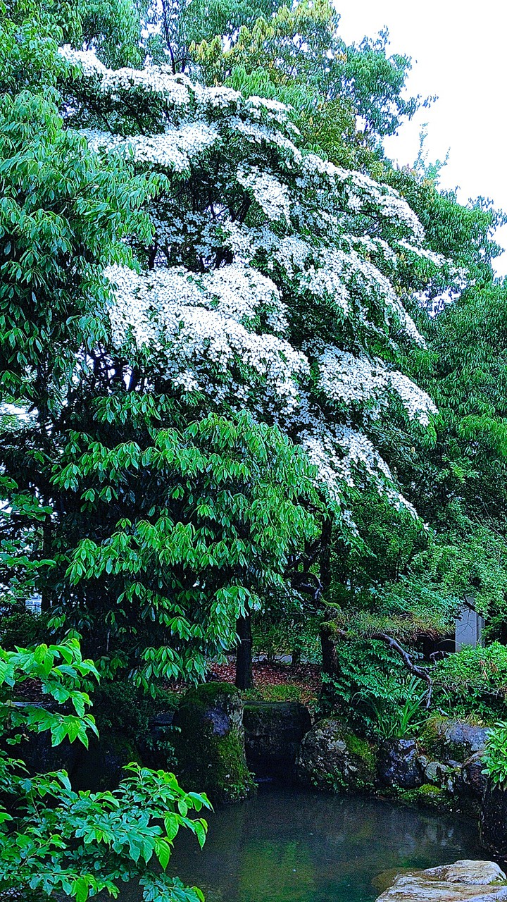 White shower tree