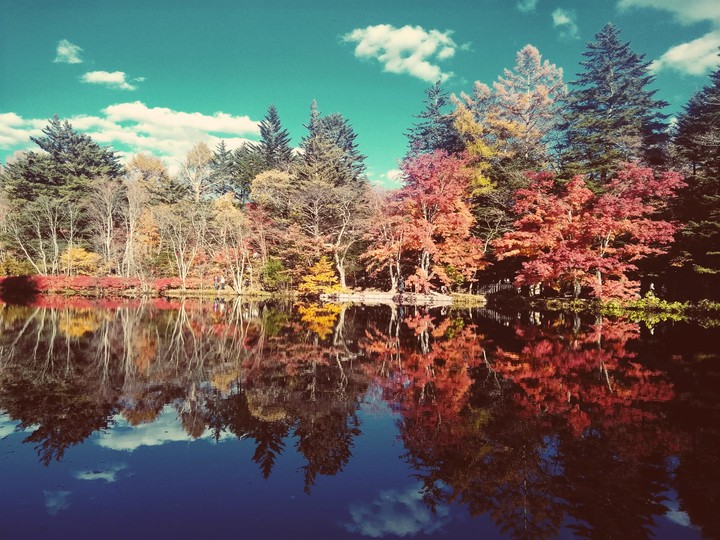Autumn leaves