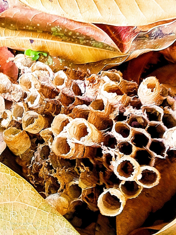 beehive