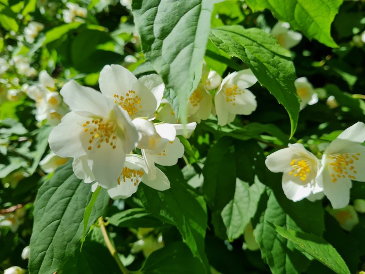 The Jasmin