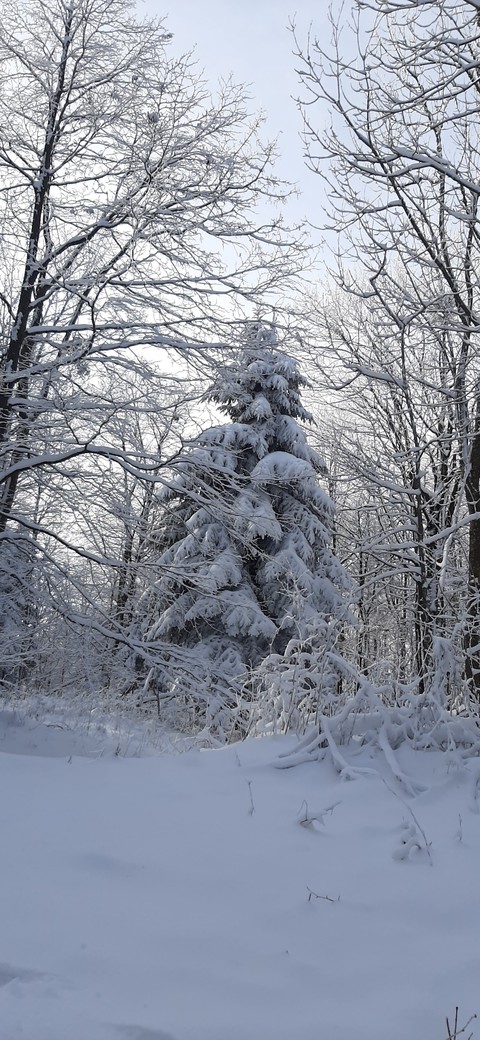 Winter beauty
