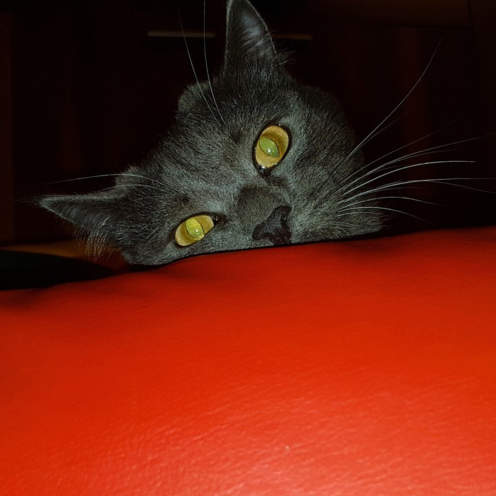 My cat Mr.Grey. It's very clever, kind and beautiful cat.