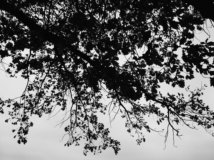 The crown of the tree