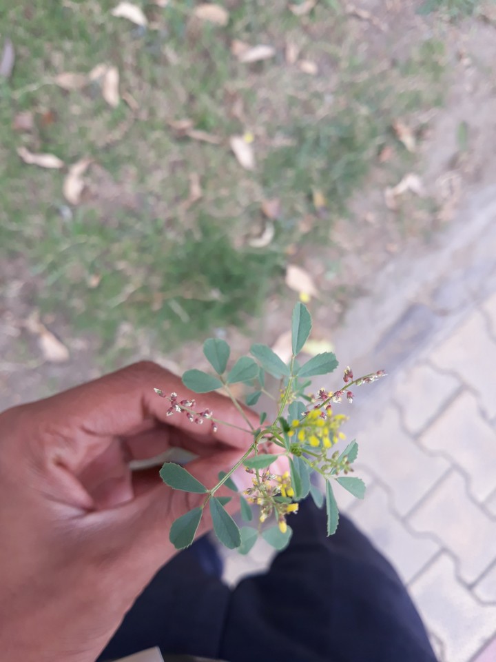 plant