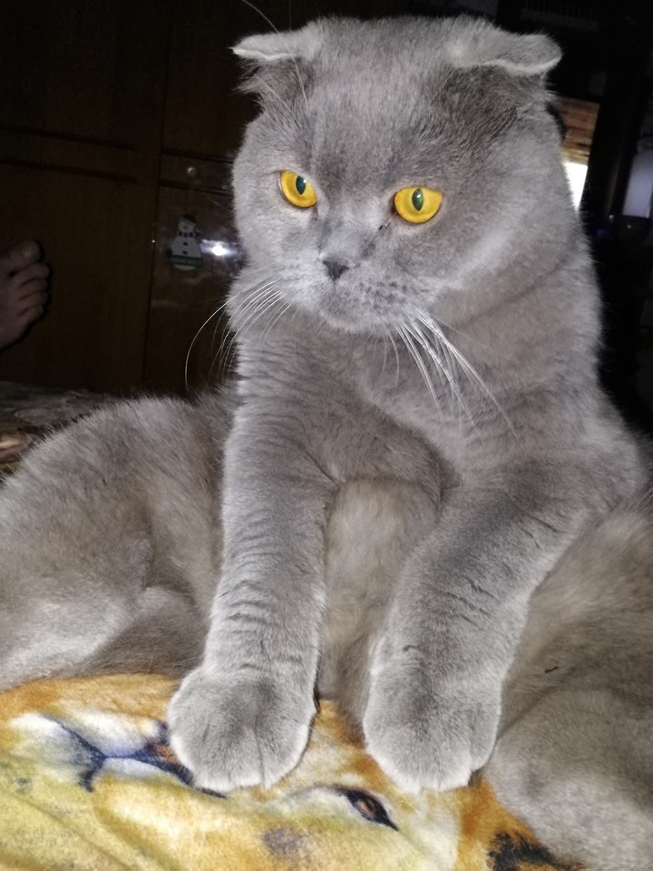 кот