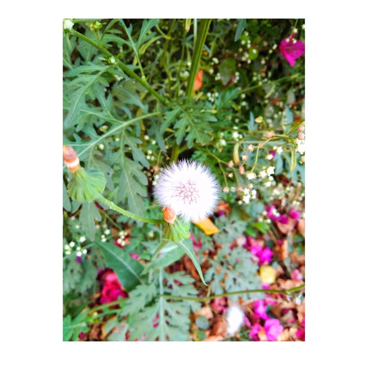 Flower