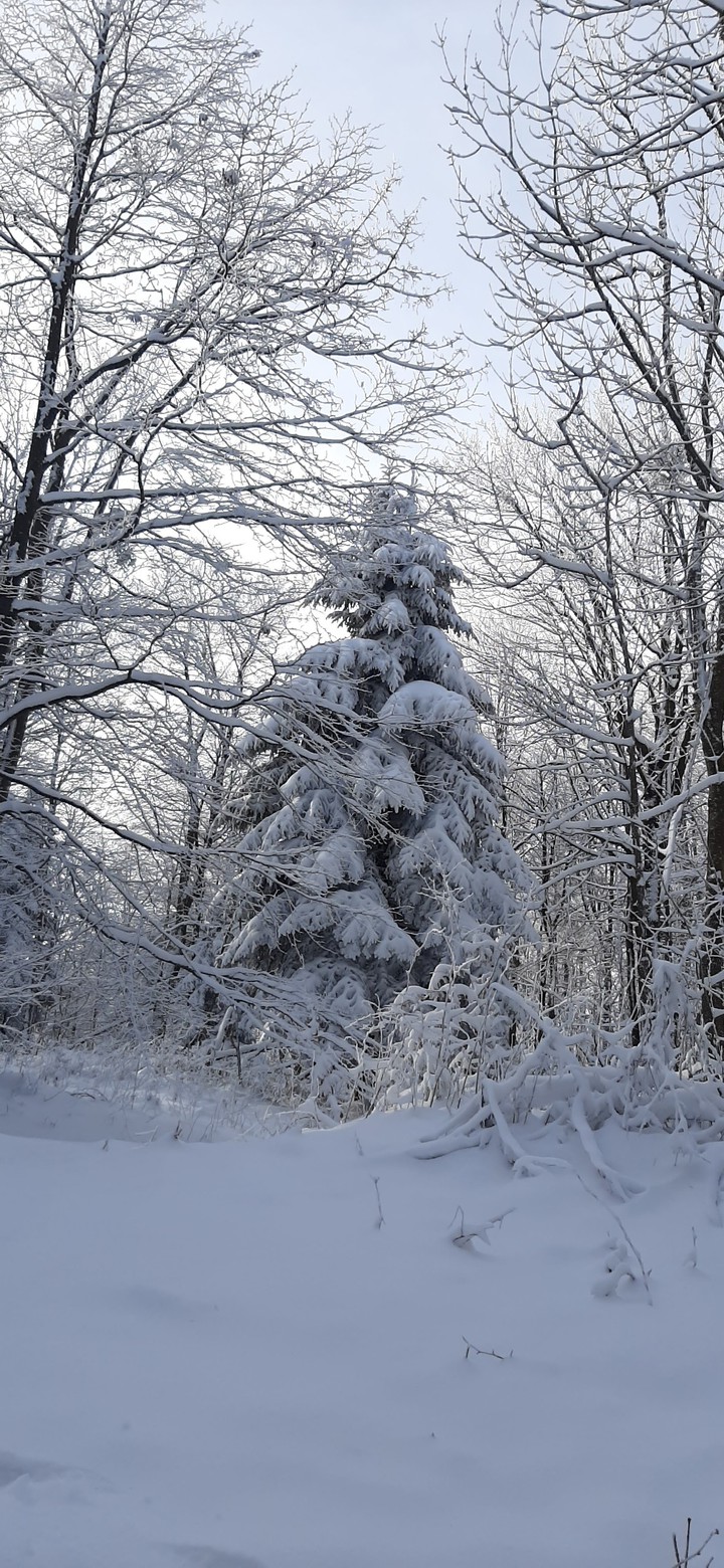 Winter beauty