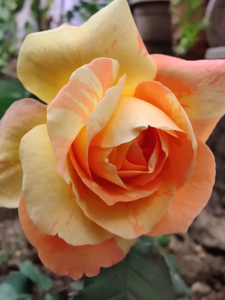 Rose