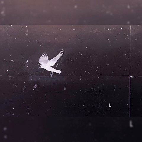 White Crow