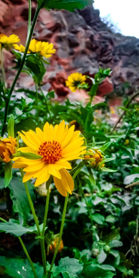 Flowers