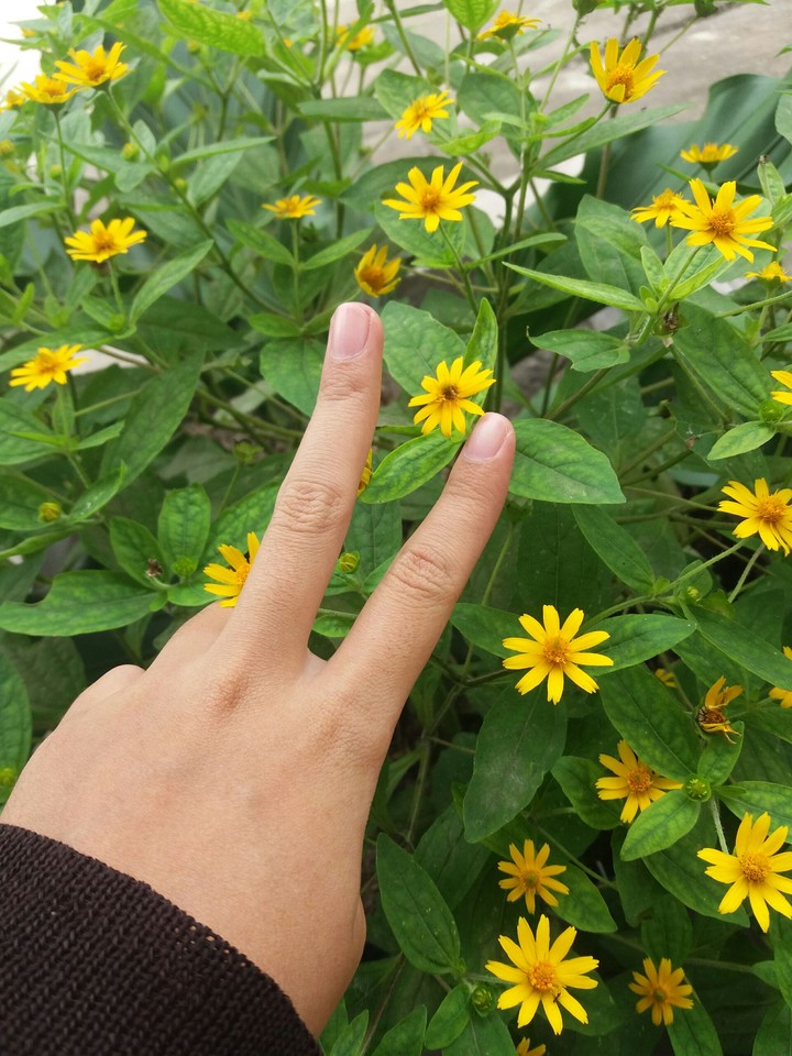 hand in flower