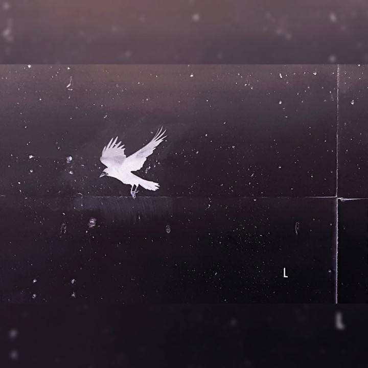 White Crow