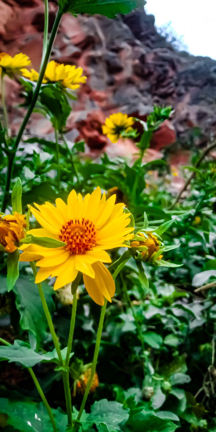 Flowers