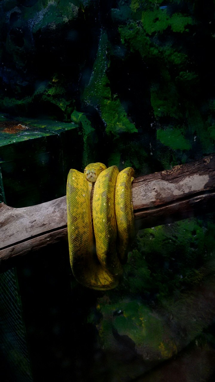 snake