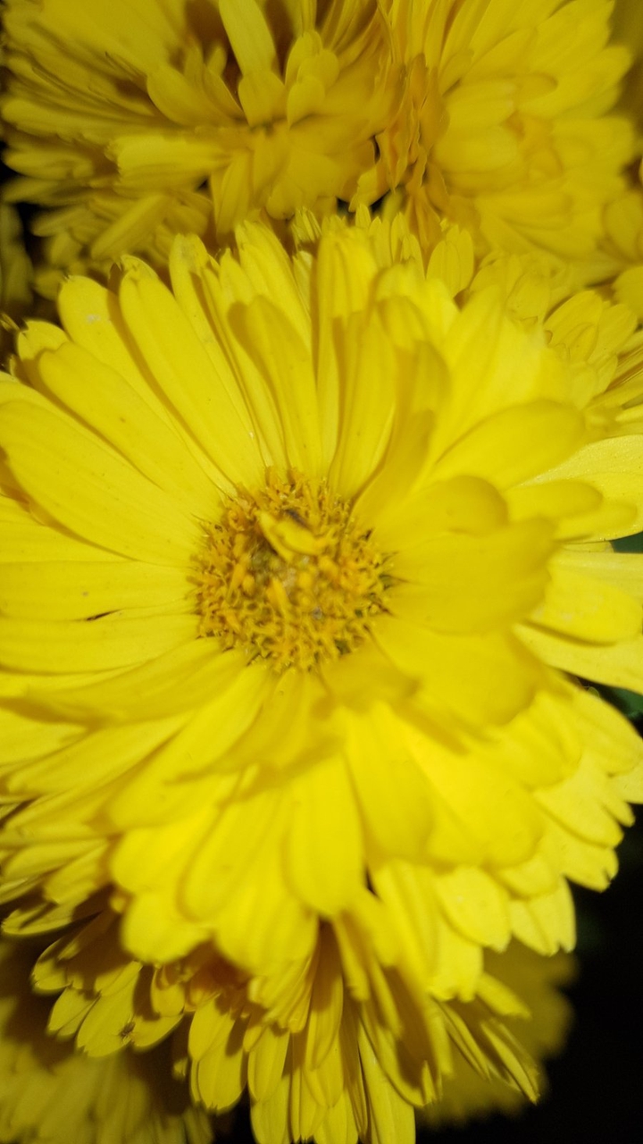 jaune4