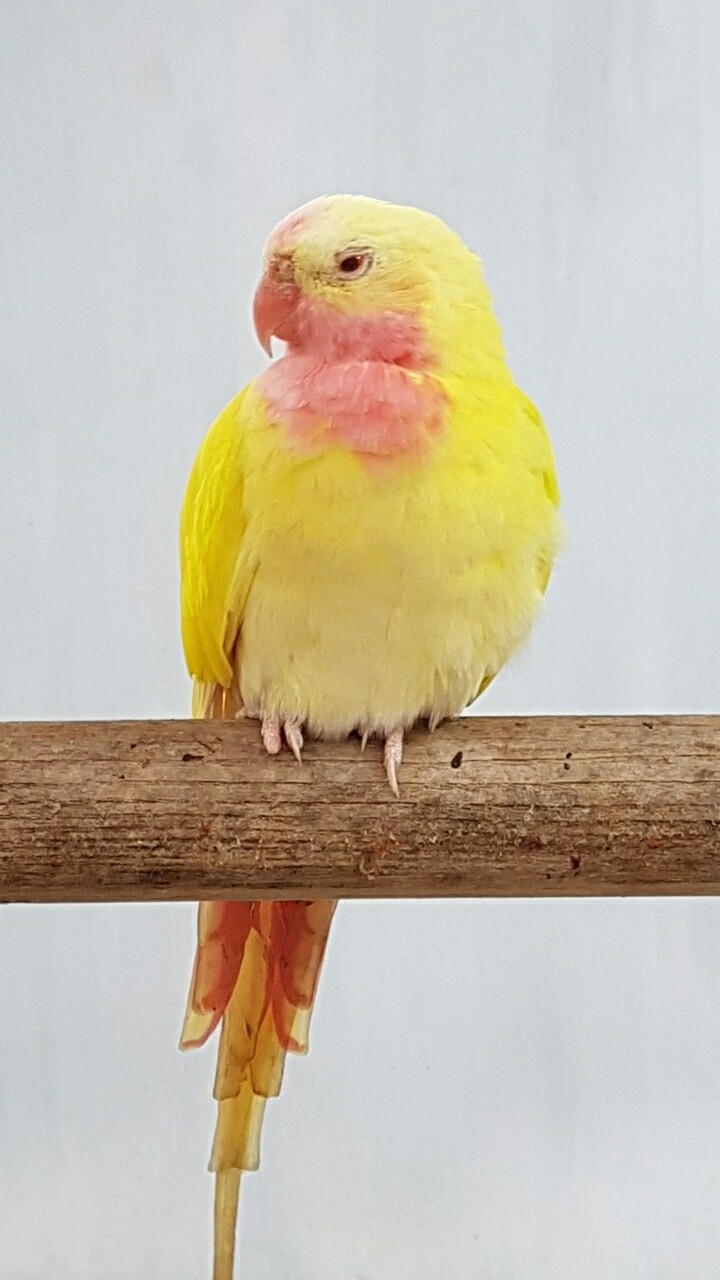 perroquet