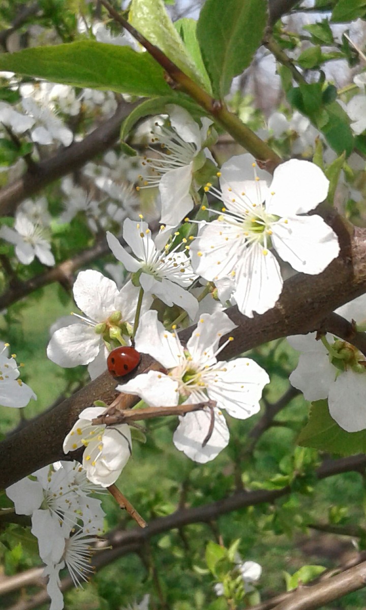 Spring Flowers.