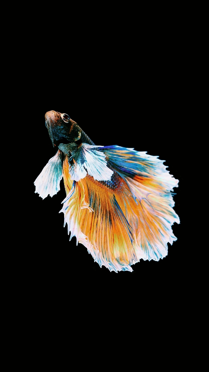 fish fin