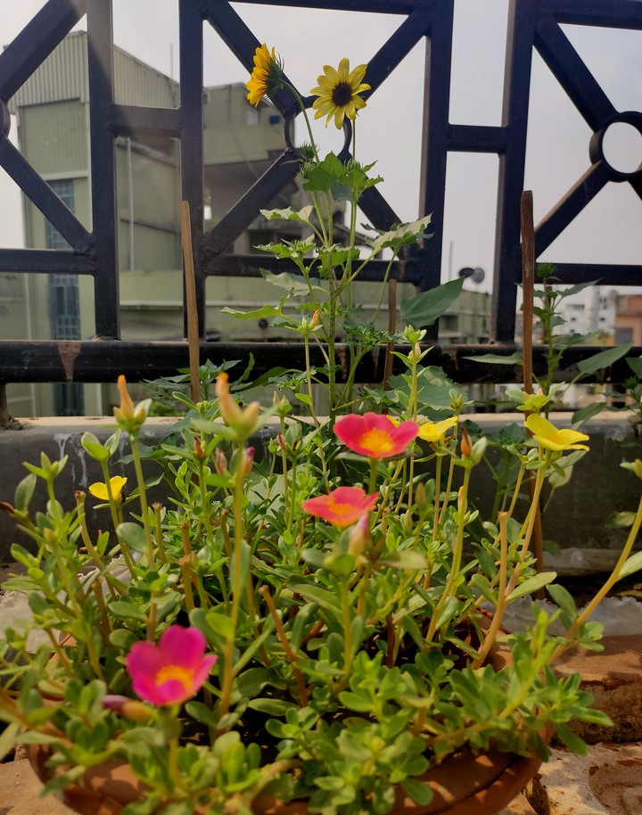 Flowers
